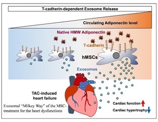 Study reveals the key role of adiponectin in muscle regeneration