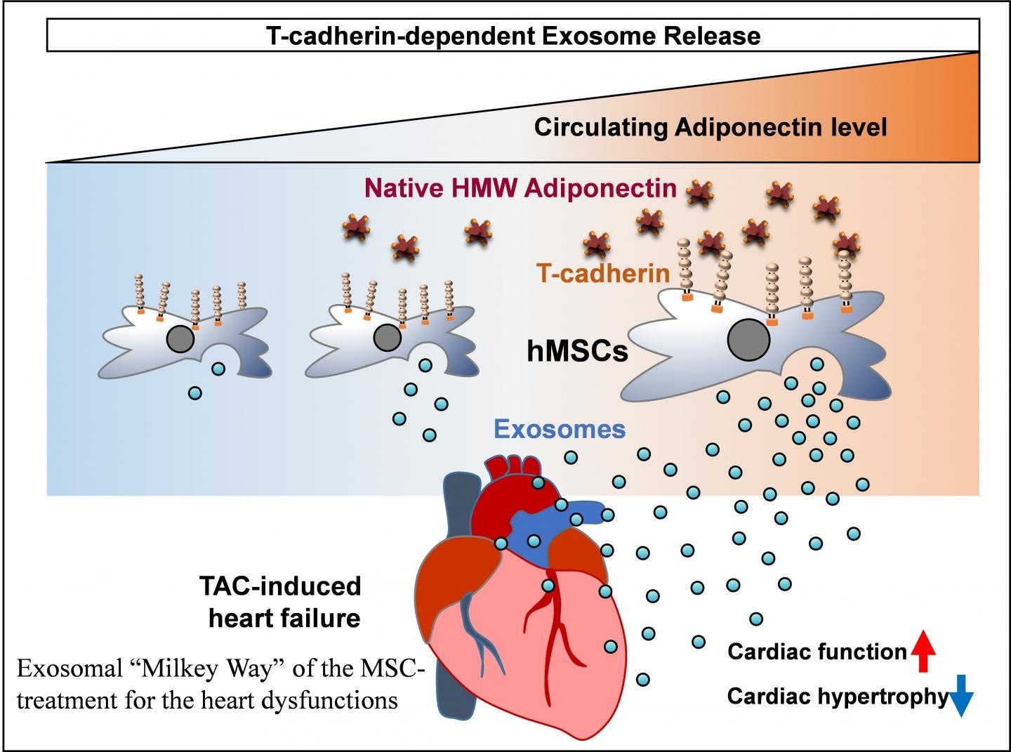 Study reveals the key role of adiponectin in muscle regeneration
