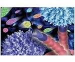 New assay helps study adhesion of cells
