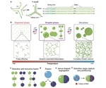 Researchers construct “DNA droplets” that exhibit dynamic functions
