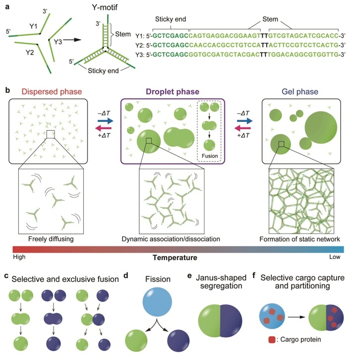 Researchers construct “DNA droplets” that exhibit dynamic functions