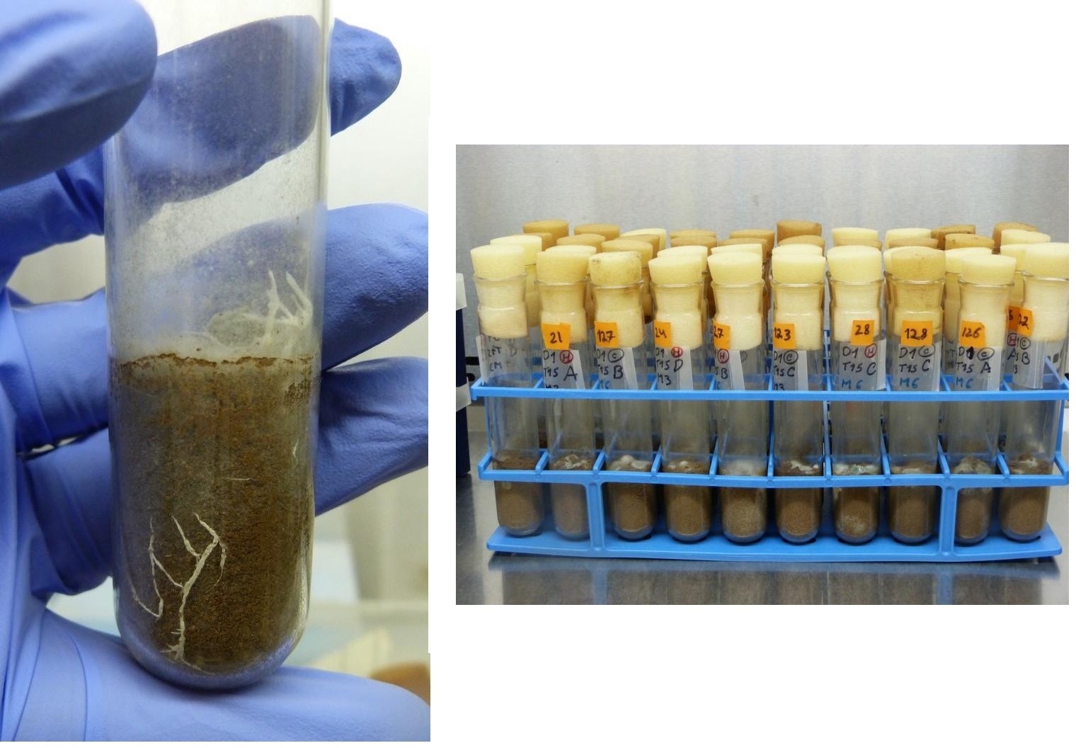 Diversity of soil microbial communities helps regulate climate change