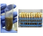 Diversity of soil microbial communities helps regulate climate change