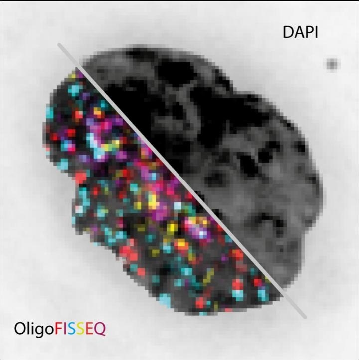 New technology helps visualize entire genome at molecular resolution