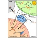 Researchers solve a controversial question in photosynthesis