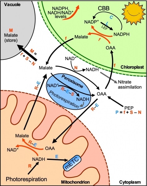 Researchers solve a controversial question in photosynthesis