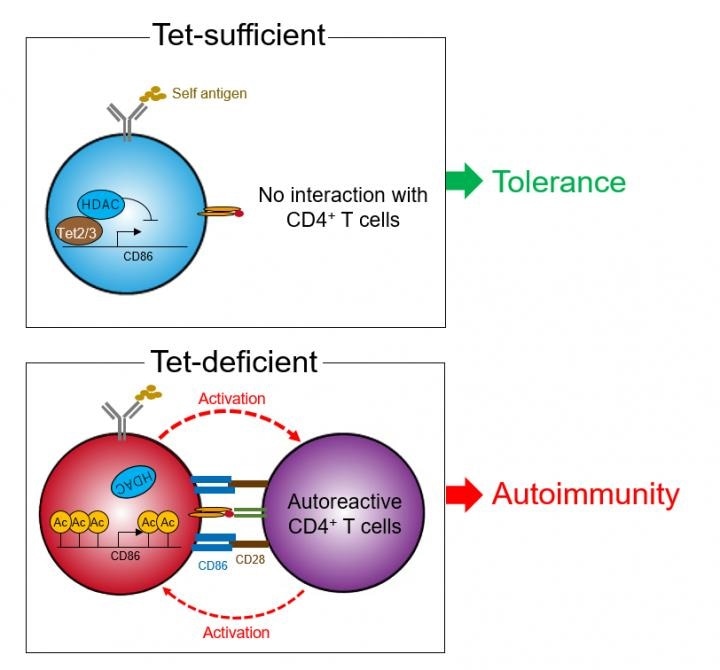 Study shows how epigenetics contribute to the development of autoimmune diseases