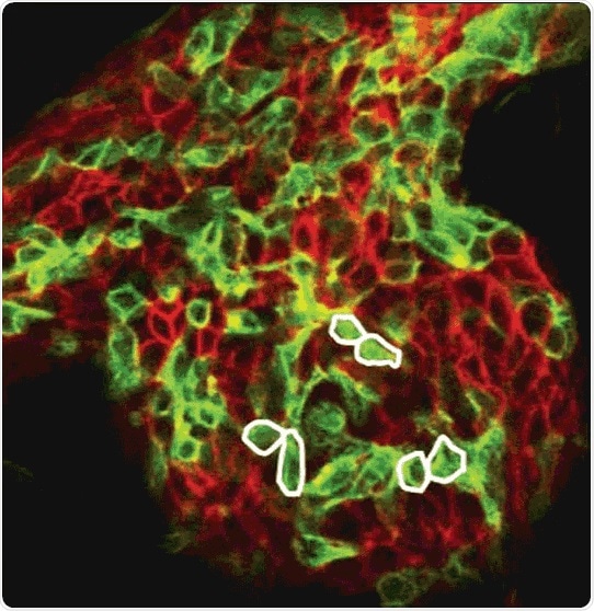 Study reveals how stem cells are defined by collective cell dynamics