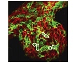 Study reveals how stem cells are defined by collective cell dynamics