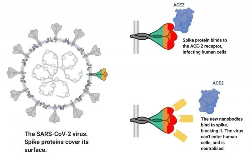 Researchers engineer new nanobodies from Ilama blood cells against COVID-19 infection