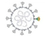 Researchers engineer new nanobodies from Ilama blood cells against COVID-19 infection
