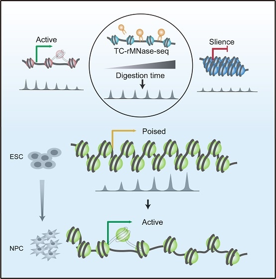New tool predicts and identifies novel genes involved in various biological processes