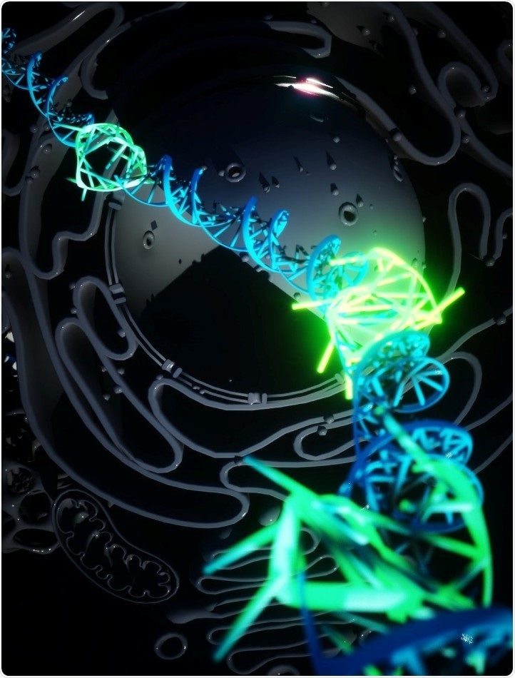 Researchers image the formation of four-stranded DNA in living human cells