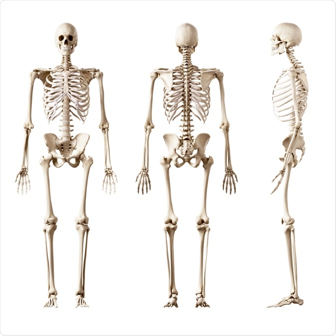 Skeleton Skeleton