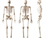 Applications of Bone Proteomics