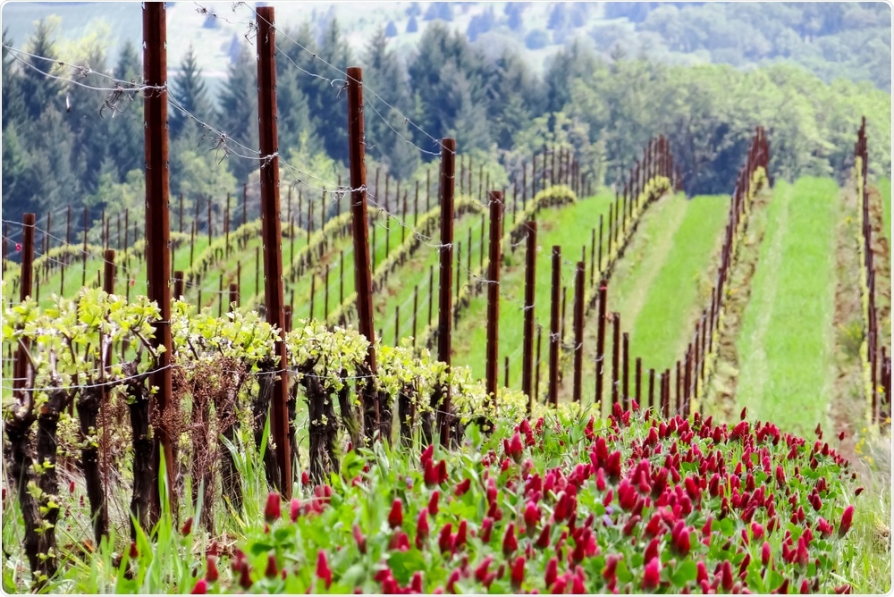 Cover crop used in vineyards Cover crop used in vineyards