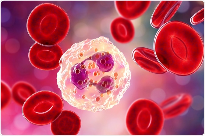 Neutrophil Neutrophil
