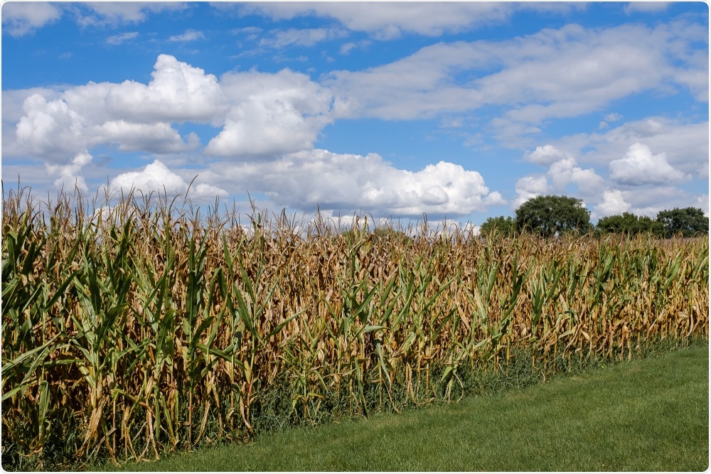 US corn field US corn field