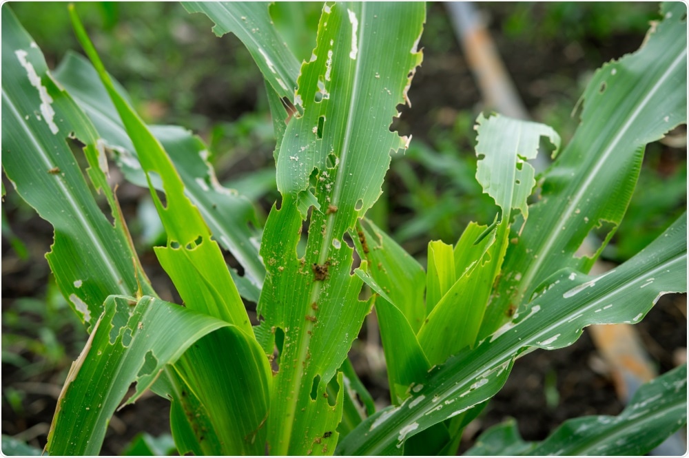 Crop attacked by pests Crop attacked by pests