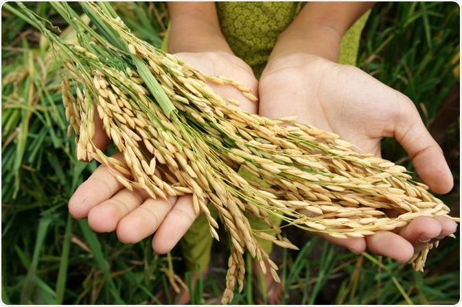 Food Security Food Security