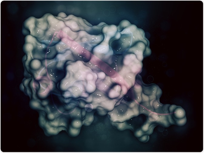 Ubiquitin Ubiquitin