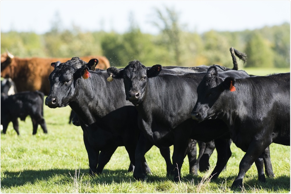 Black Angus Cattle Black Angus Cattle