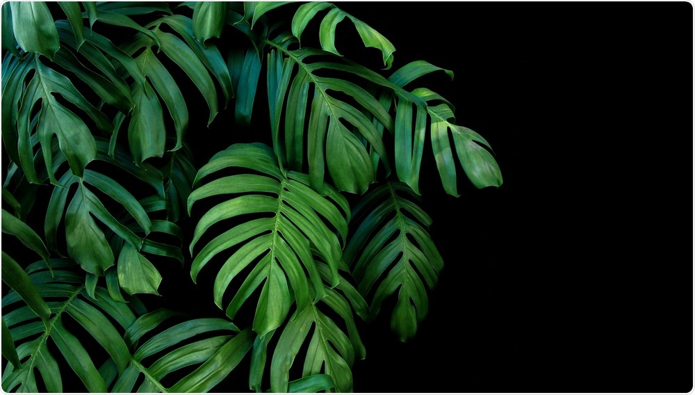 Tropical Plant Tropical Plant