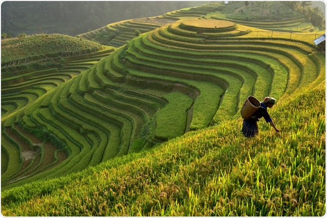 Rice Field Rice Field