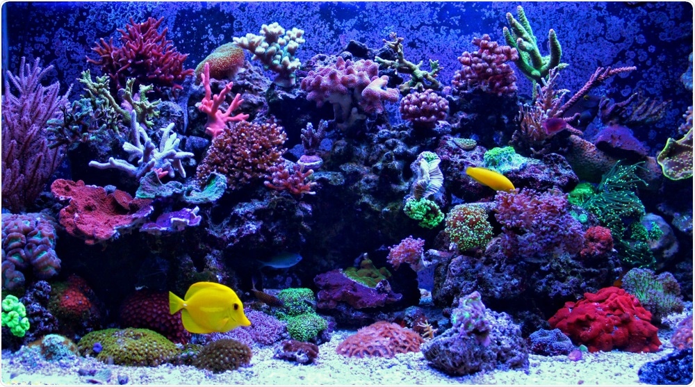 Aquarium Coral Aquarium Coral