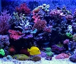 Bleaching affects Aquarium Corals