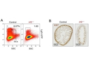 Researchers identify a novel molecular mechanism of intestinal stem cells