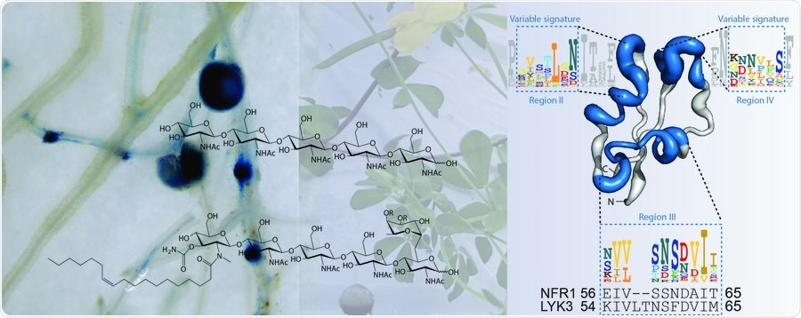 Study shows how legumes recognize beneficial microbes from harmful ones