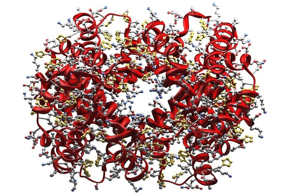 Researchers solve debate on molecular events involved in the process of respiration