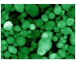 Newly developed transplantable human cells can help cure type 1 diabetes