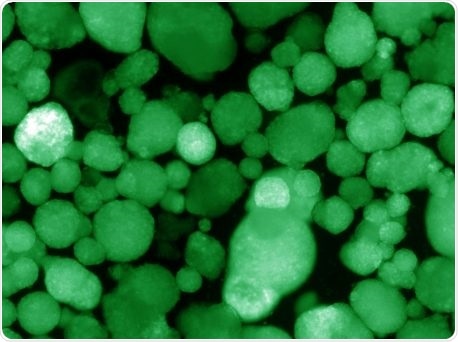Newly developed transplantable human cells can help cure type 1 diabetes