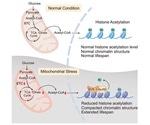 Study uncovers molecular mechanism of metabolite-mediated epigenome involved in organismal aging
