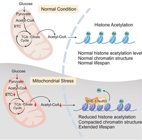 Study uncovers molecular mechanism of metabolite-mediated epigenome involved in organismal aging