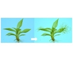 Study shows DNA damage causes cells to reprogram themselves into stem cells