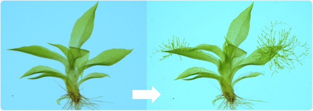 Study shows DNA damage causes cells to reprogram themselves into stem cells