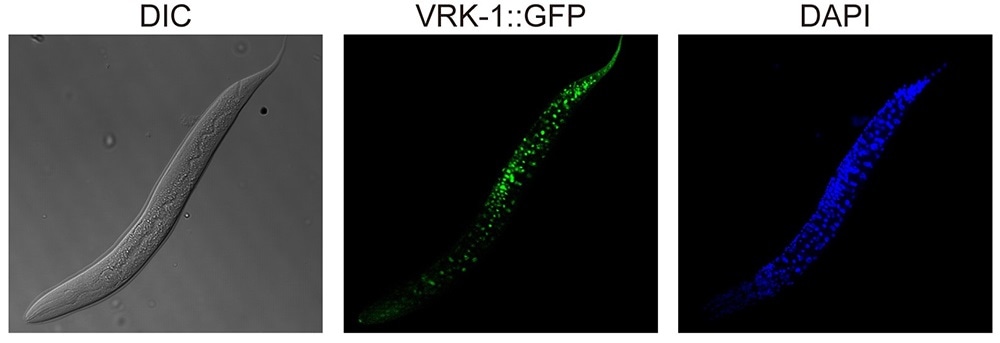 New study can help develop longevity-promoting drugs