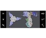 Study shows how herpesvirus invades human cells and causes chickenpox