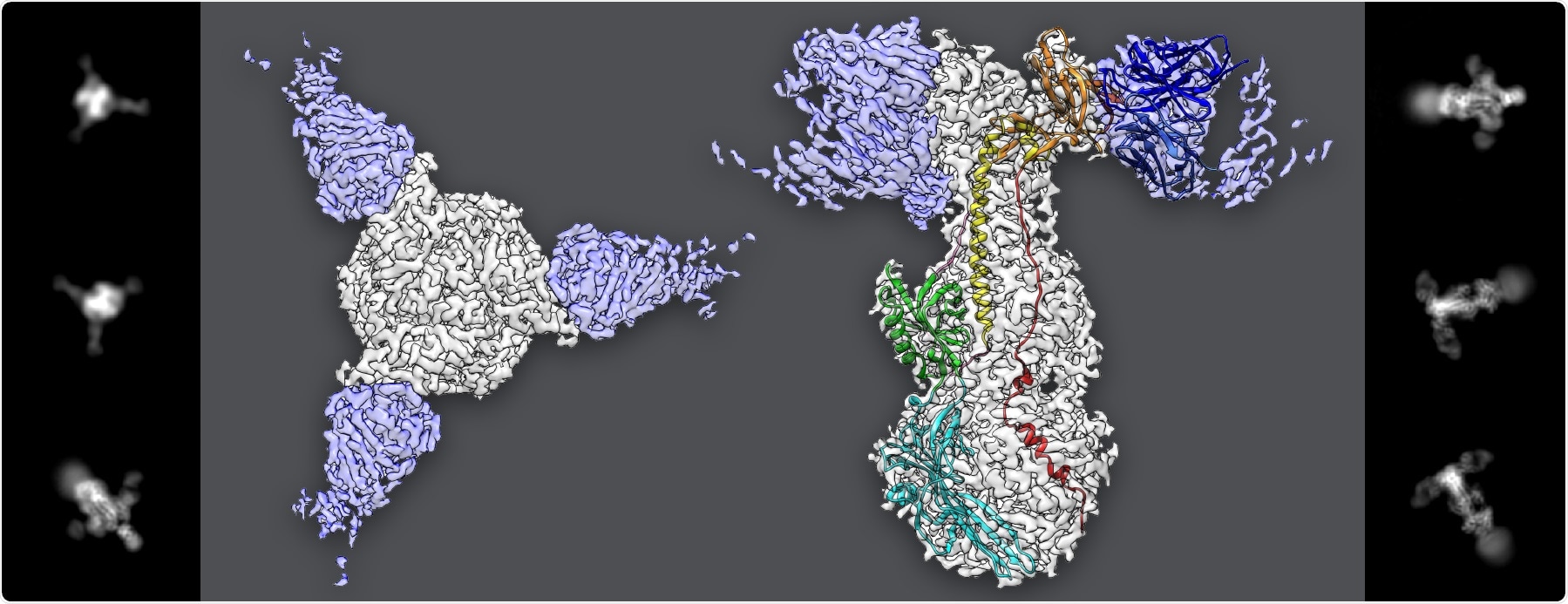 Study shows how herpesvirus invades human cells and causes chickenpox