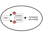 Study shows how PIM kinases enhance the motility of cancer cells