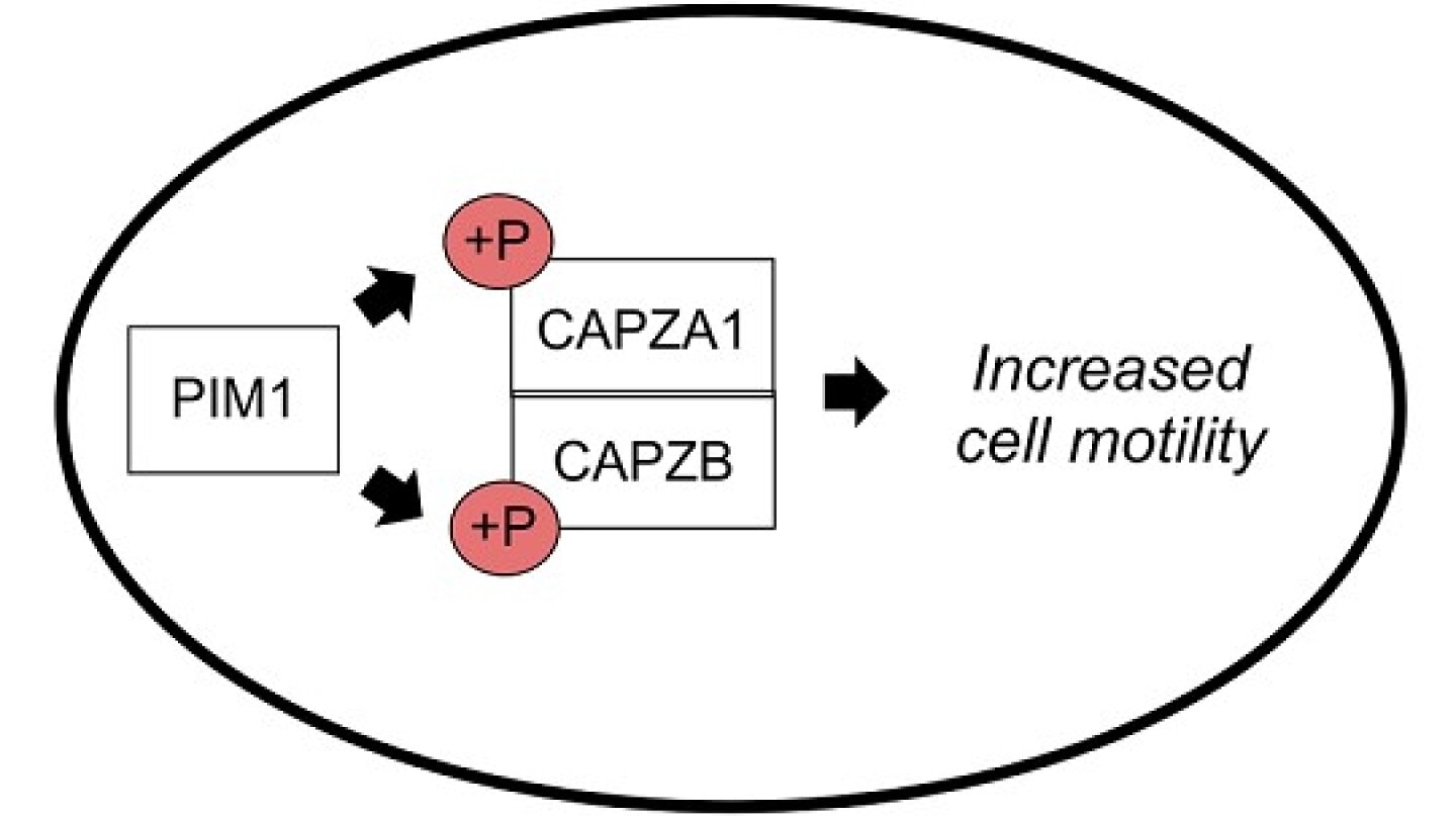 Study shows how PIM kinases enhance the motility of cancer cells