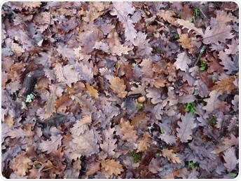 Study shows biodiversity loss can modify carbon and nutrient cycling in forest ecosystems