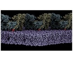 Study shows how FAK protein is activated on lipid membranes