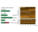 Understanding the dynamics of amyloids is crucial to treat Alzheimer’s and Parkinson’s diseases