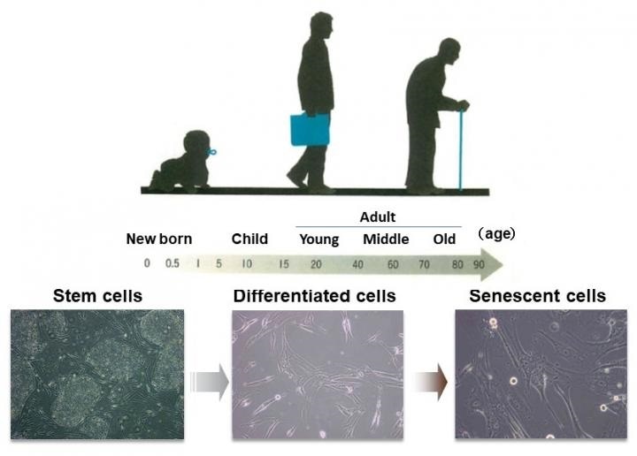 Genetic analysis reveals the inhibitory role of NSD2 enzyme in cellular senescence