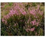 Study shows heather plant is a valuable source of antioxidants