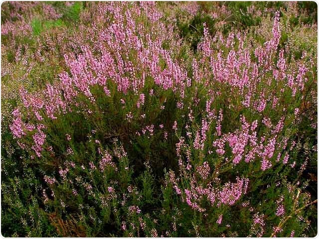 Study shows heather plant is a valuable source of antioxidants